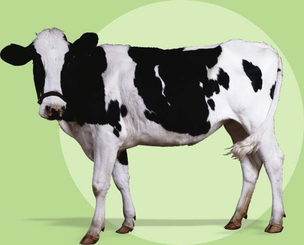 ice-cream-cow-divi